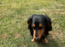 Long haired miniature dachshund for stud