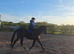 Amazing 16hh stunning 5 year old tb gelding