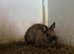 Selection of Netherland dwarf