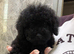 Beautiful Poodle Puppies