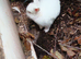 Snowball a pure Netherland Dwarf.