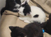 female kittens ready