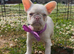 BLUE EYED PINK FRENCHIES