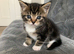 Cute kitten