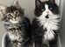AMAZING HEALTH TESTED TICA REGISTERED MAINE COON KITTENS