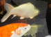 Koi carp for sale