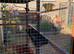 Parrot finches
