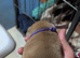 Staffordshire bull terrier x puppies