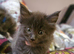 **REDUCED** PEDIGREE GCCF BLUE Maine coon baby