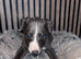 Wippet puppies for sale x5 Boys x1 Girl