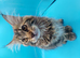 Maine coon kitten