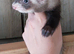 Ferret kits, silvers and agoutis