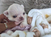 Beautiful quality apple head longcoat chihuahua boys