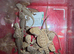 Baby bearded dragons unsexed