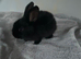 Mini lop cross: Ready to leave