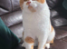 2 unusual british shorthair girls