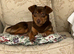 Jack Russell (Stud)