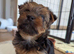 Yorkshire Terrier Puppies