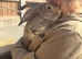 Baby bunny’s