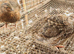 Jumbo Coturnix Japanese Italian English quails and also fertile eggs for sale !