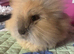 5 month old lion head boy