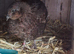 2 bond male 6 week old quail