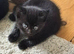 Kittens available now !!