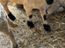 Beautiful Valais Blacknose ewe lamb 5 months old
