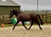 IN FOAL CLASS 1 IRISH DRAUGHT BROOD MARE