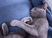 Female Russian blue kitten