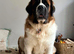 We have a amazing litter of Saint Bernards