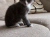 Grey male kitten