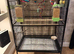 1 male and 2 female budgies with cage