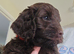 7 week old F2 chocolate cockapoo puppies