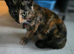2 cats