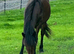 Yearling Dartmoor hill pony FILLY
