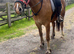 Strawberry roan registered appalosa x cob mare