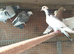 Roller pigeons
