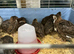 Jumbo quail Tibetan tuxedo.