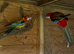 Breeding pair of rosella
