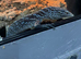 1.1 blue tree monitor pair