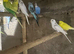 Ringnecks & Lovebirds