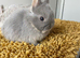 NEW Netherland Dwarf purebred baby Rabbits
