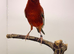 2025 very nice colour canary male