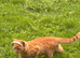 Ginger male cat
