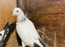 Pigeons Pakistani highflying