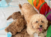 Cavapoochon puppies
