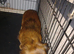Long haired dachshund
