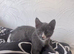 8 weeks old grey kitten