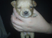 4 chihuahua pups